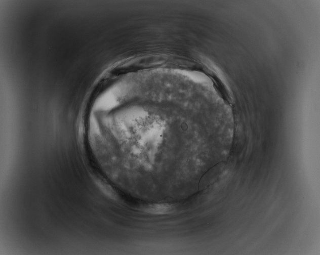 X0000087050059200705161000