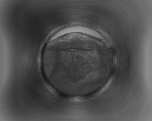 X0000087050064200705161000