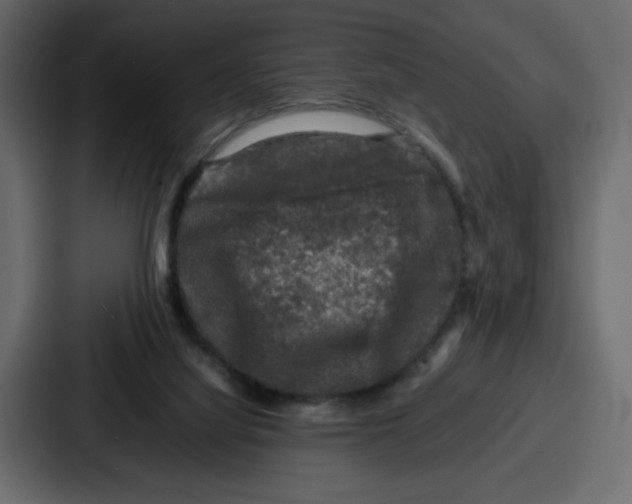 X0000087050068200705161000