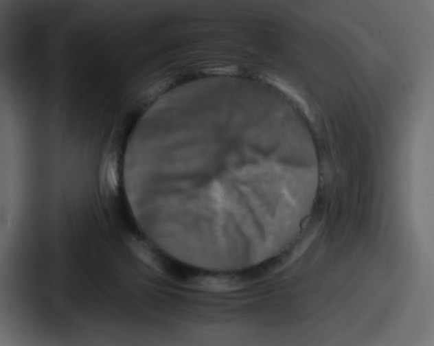 X0000087050069200705161000