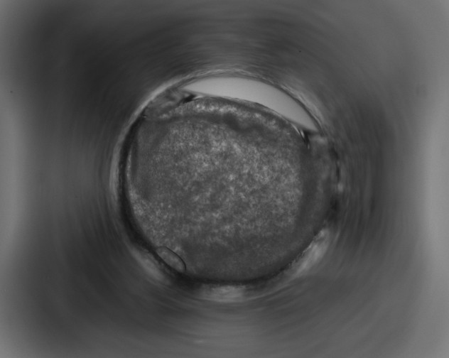 X0000087050156200705160958