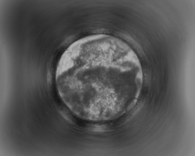 X0000087050165200705160958