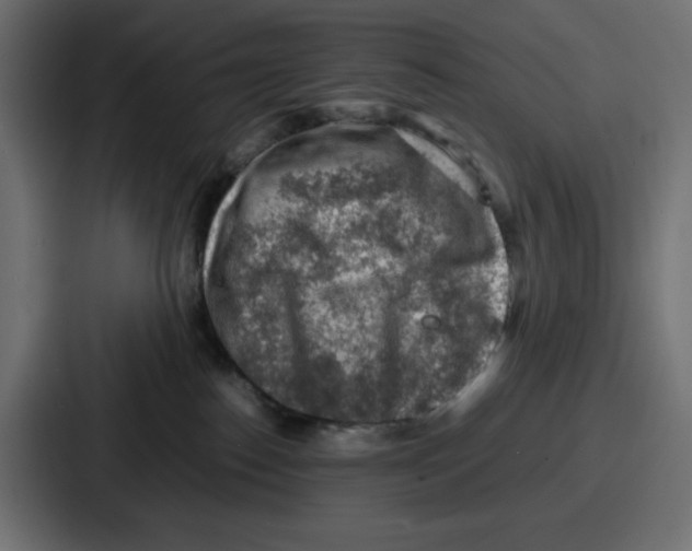 X0000087050186200705160959