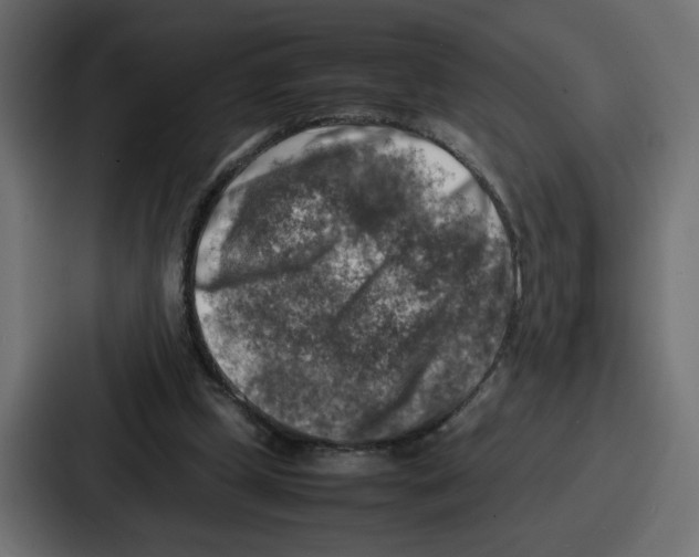 X0000087050249200705160957