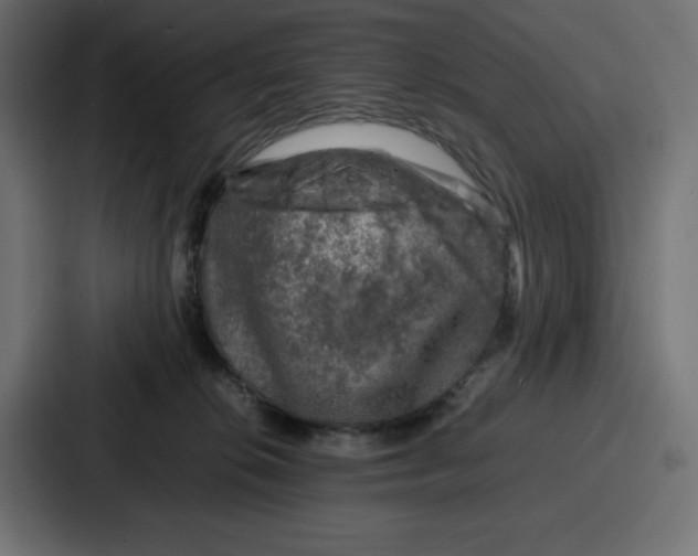 X0000087050276200705160957