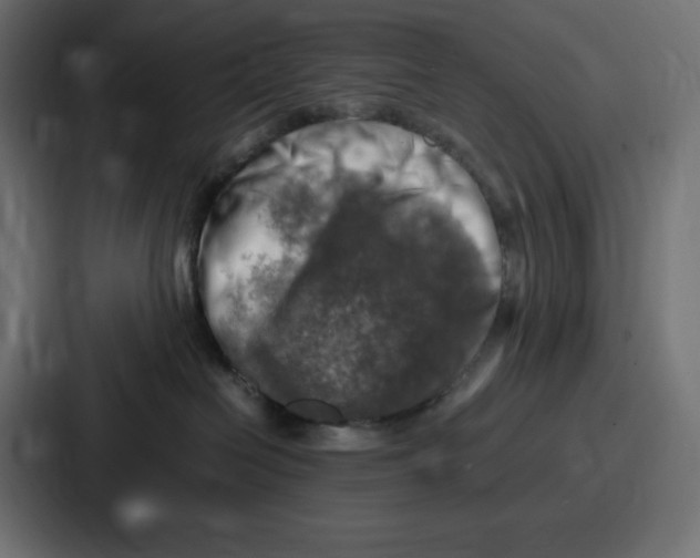 X0000087050286200705160958