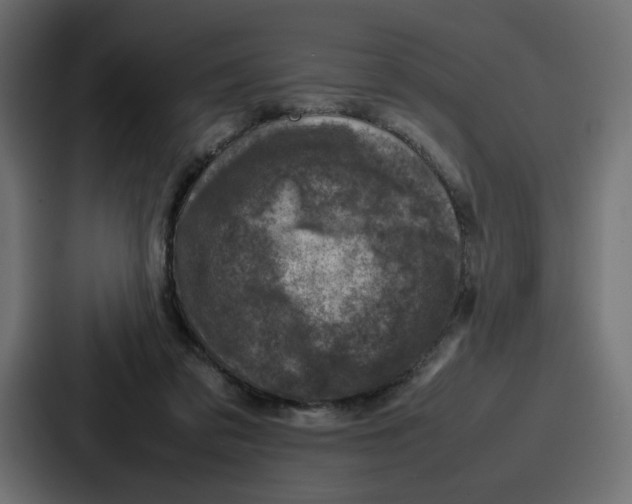 X0000087050309200705160957