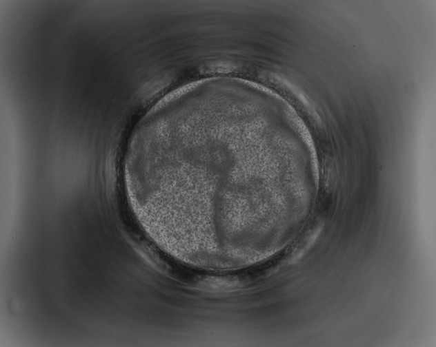 X0000087050455200705160955