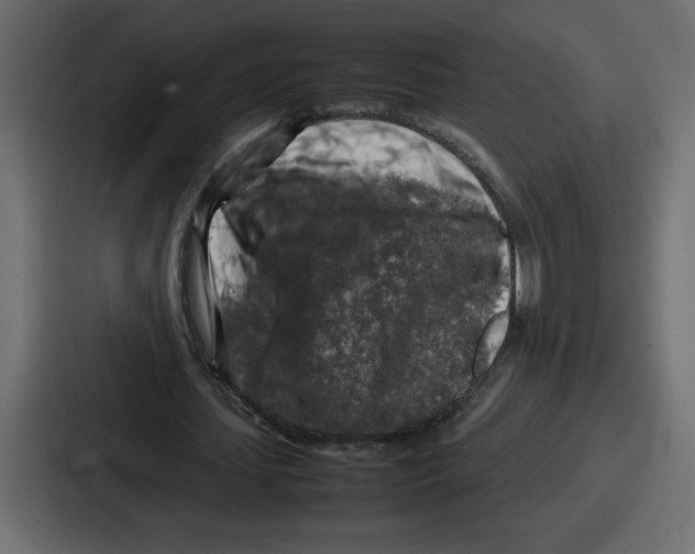 X0000087050627200705160952