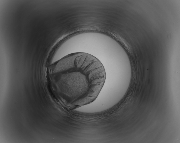 X0000087050684200705160951