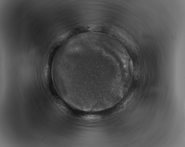 X0000087050748200705160951