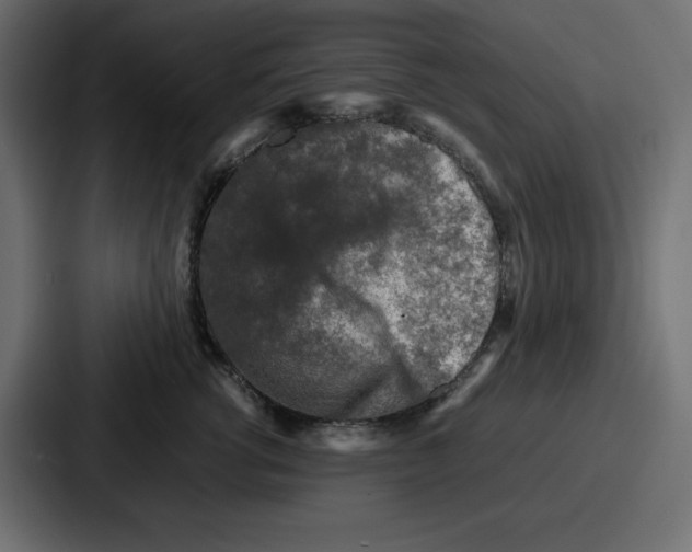 X0000087050762200705160951