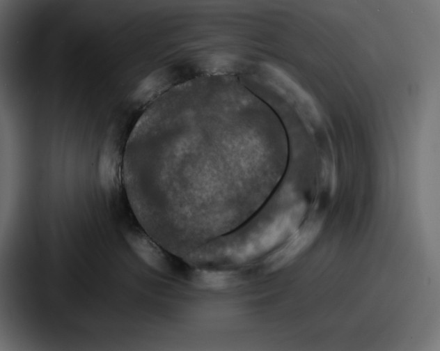 X0000087050766200705160951