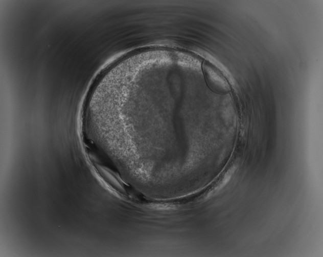 X0000087051037200705160947