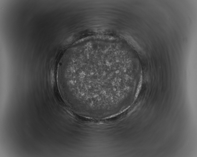 X0000087051106200705160945