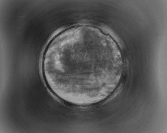 X0000087051245200705160944