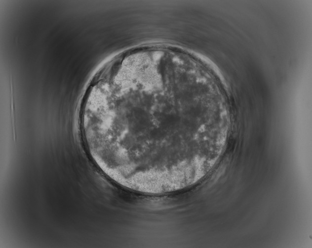 X0000087051279200705160943