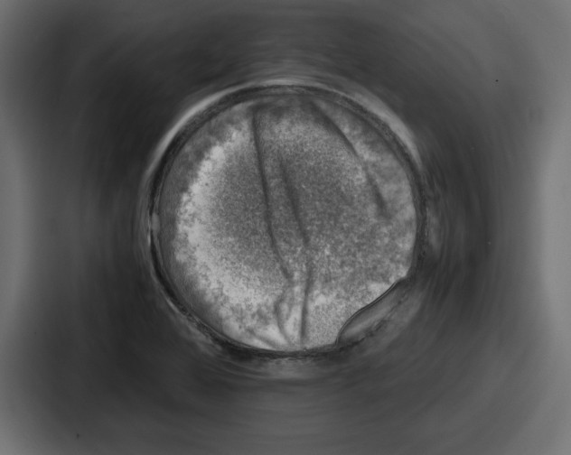 X0000087051368200705160942