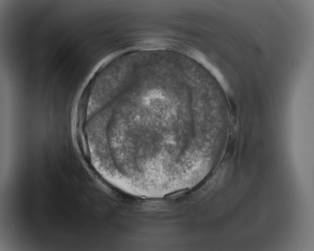 X0000087051477200705160940