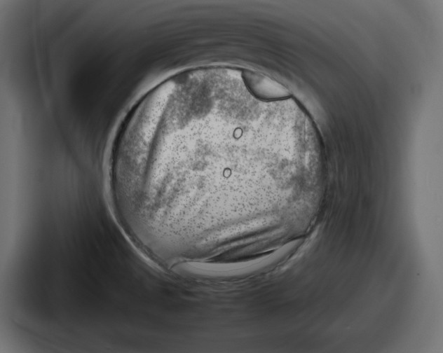 X0000087051525200705160940