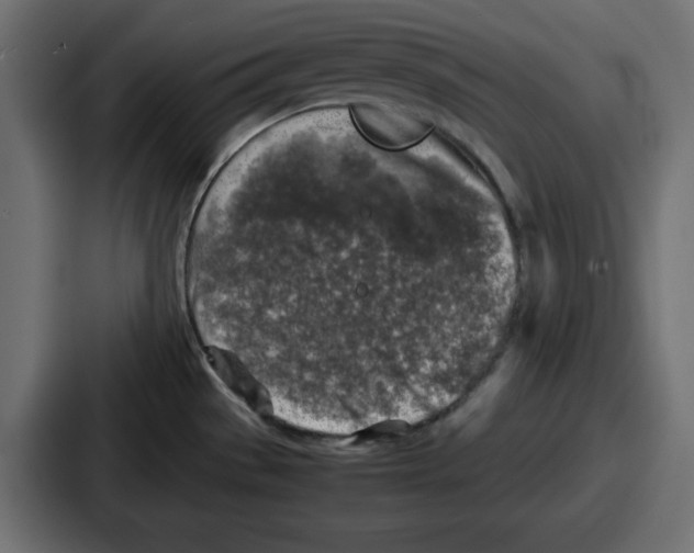 X0000087051529200705160940