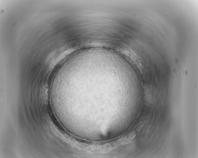 X0000087060016200704251040