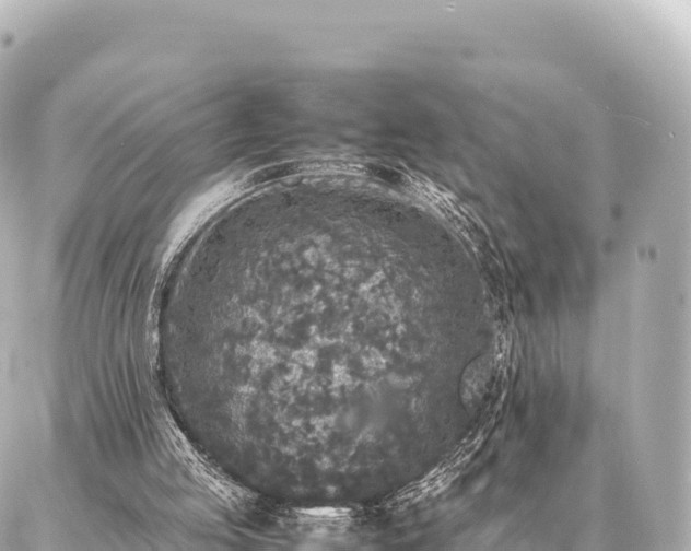 X0000087060053200704251039