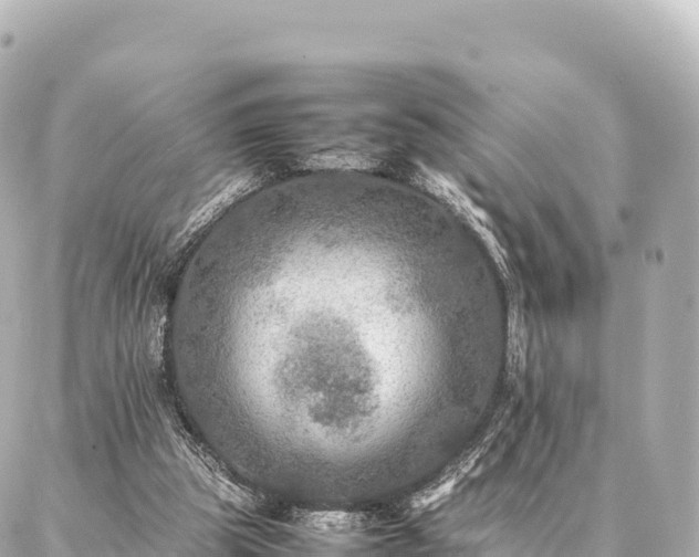 X0000087060153200704251038