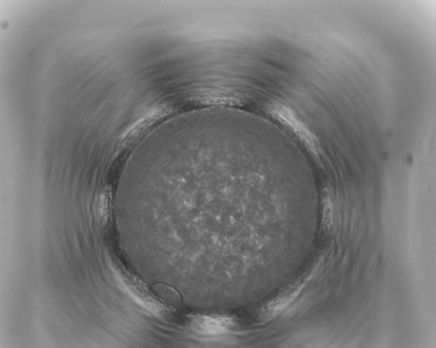 X0000087060165200704251038