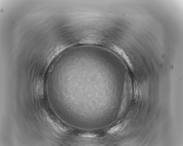 X0000087060204200704251037