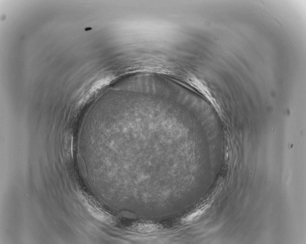 X0000087060205200704251037