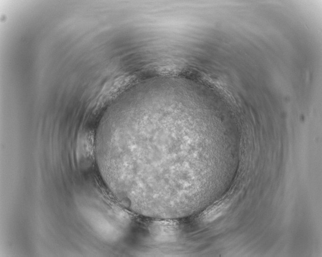 X0000087060240200704251037