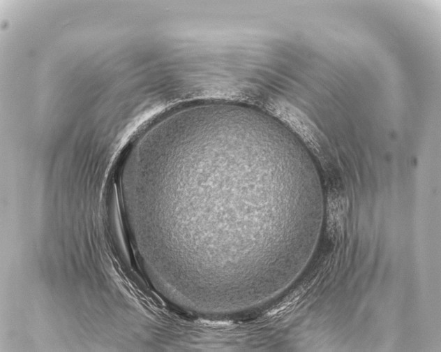 X0000087060628200704251030