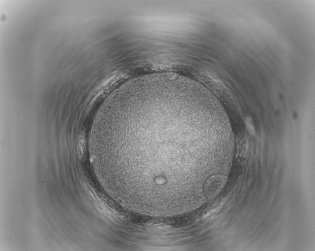 X0000087060648200704251030