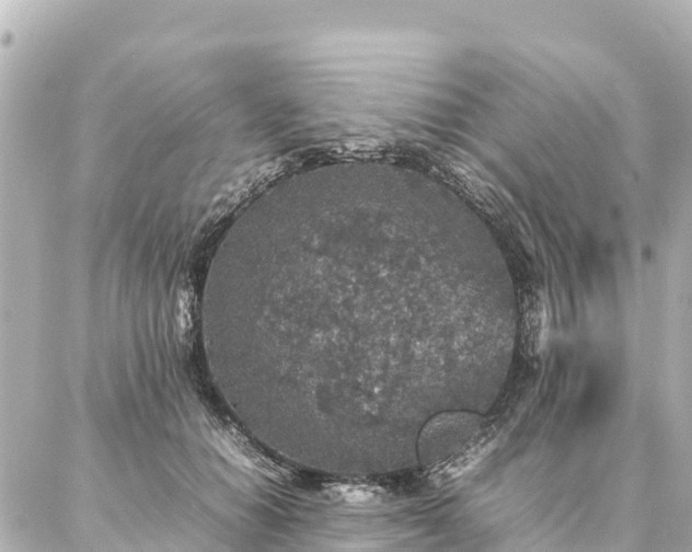 X0000087060654200704251030