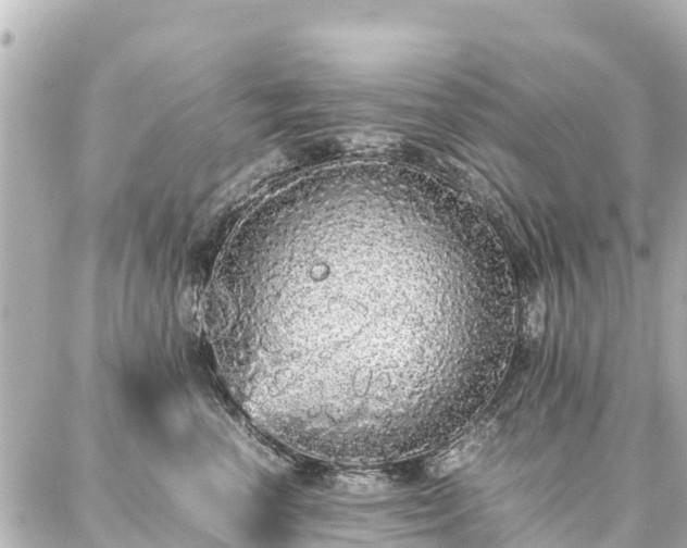 X0000087060666200704251030