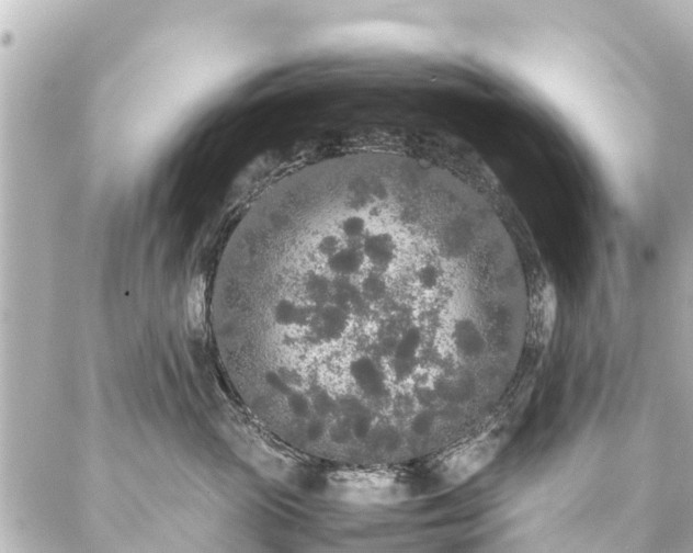 X0000087060765200704251029