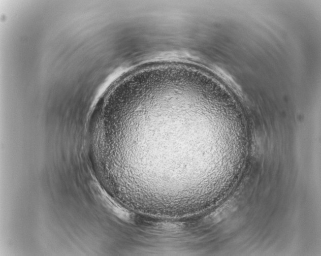 X0000087061224200704251021