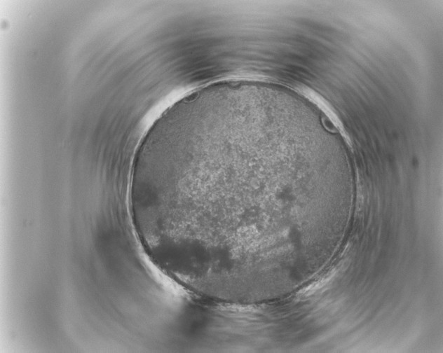 X0000087061245200704251021