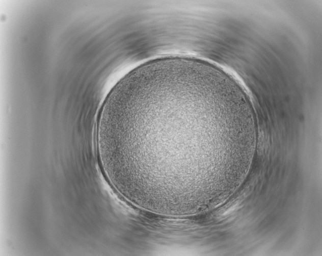 X0000087061295200704251020