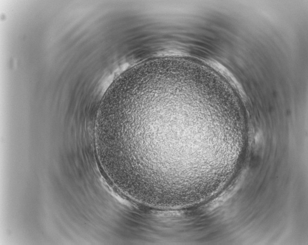 X0000087061337200704251019