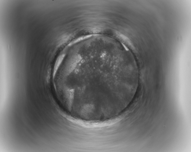 X0000087060018200705021226