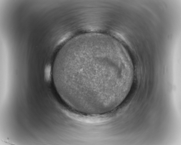 X0000087060024200705021226