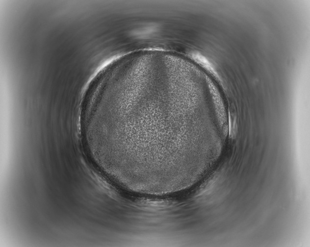 X0000087060531200705021218