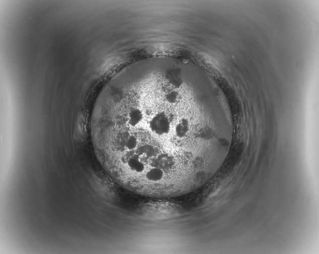 X0000087060695200705021217