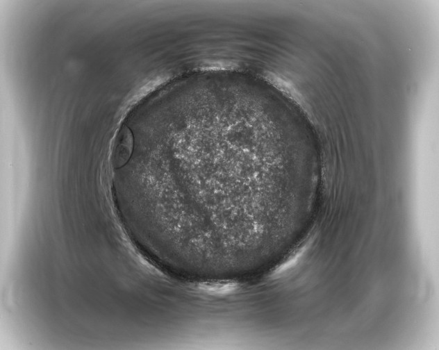 X0000087060721200705021216