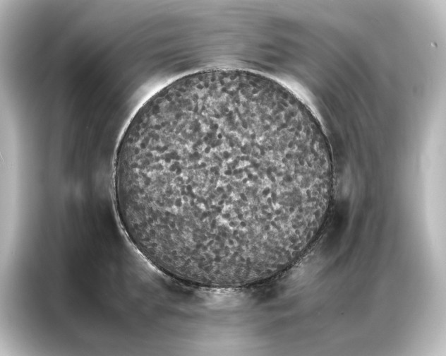 X0000087060903200705021214