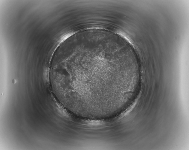 X0000087061121200705021211