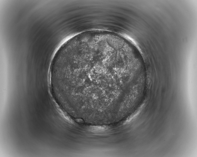 X0000087061125200705021211