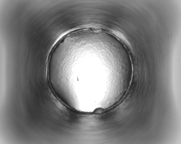 X0000087061228200705021210